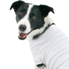 Dog T-Shirt